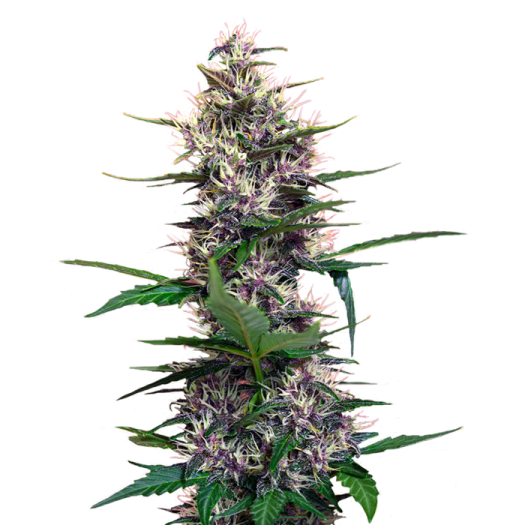 ссылка на kraken